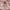 Pink, variant on Rugs.com Charleston Collection Rug – 5 Ft Round Green Low-Pile Rug Perfect For Kitchens, Dining Rooms