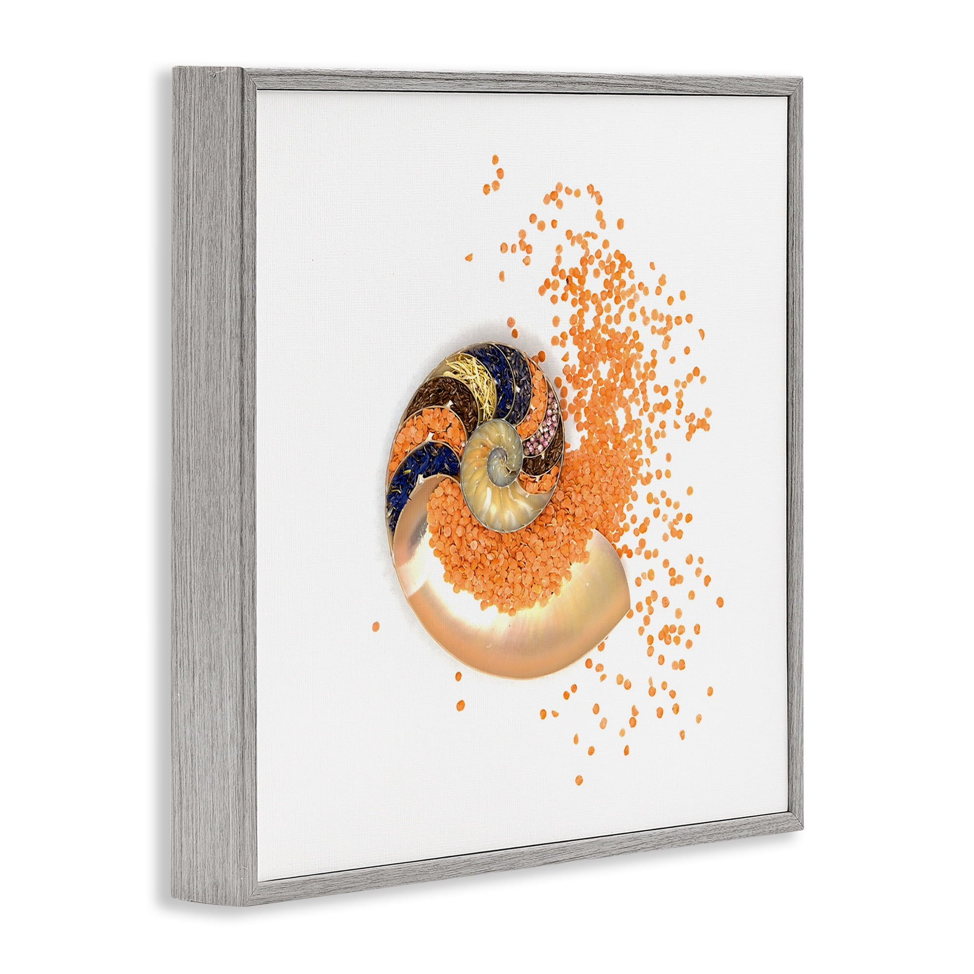 Stupell Industries Orange Nautilus Spiral Gray Framed Giclee Art, design by Beth Adoette