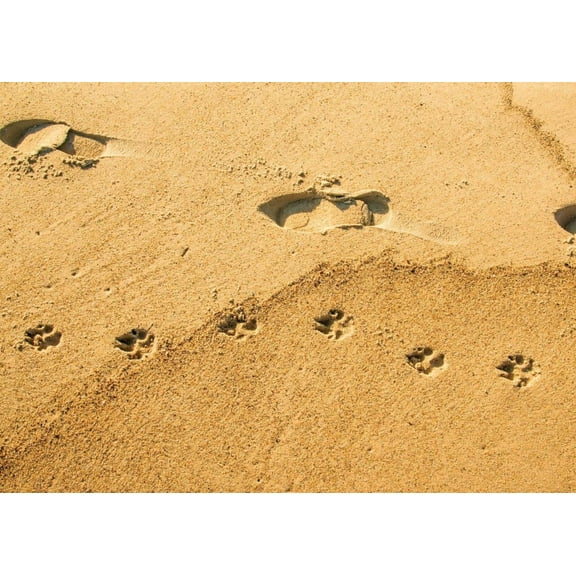 They Walk Beside Us Every Day Pet Bereavement/Sympathy Greeting Card