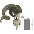 thumbnail image 5 of Design Toscano Corsican Ram Skull and Horns Wall Trophy, 5 of 7