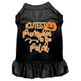 thumbnail image 2 of Cutest Pumpkin in the Patch Screen Print Dog Dress, 2 of 3