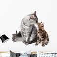 thumbnail image 1 of Maine Coon Cat and Wall Decal by Wallmonkeys Peel and Stick Graphic (36 in W x 34 in H) WM216850, 1 of 4