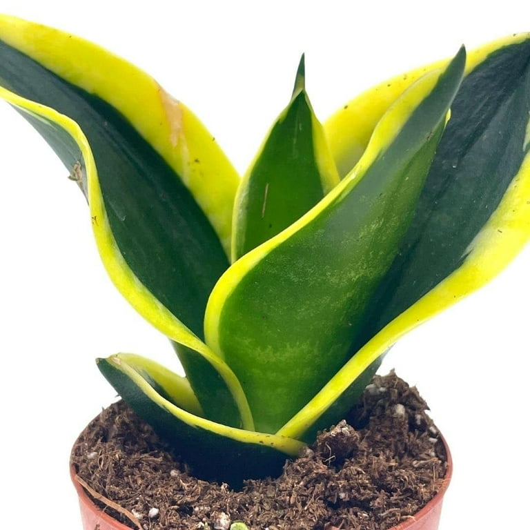 Black Gold Snakeplant, Green and Yellow Snake Plant, Variegated Sansevieria  trifasciata, Well Rooted Healthy Beautiful Starter Succulent - Walmart.com