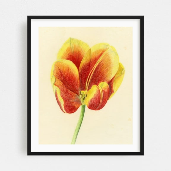 Red and Yellow Tulip - Drawing Flowers Floral Botanical Nature Modern Art Black Framed Wall Art Print 8 x 10 inches
