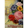 thumbnail image 2 of Vintage Apple Collection 11x14 White Modern Wood Framed Museum Art Print Titled - 1926 Barnard Asters, 2 of 4