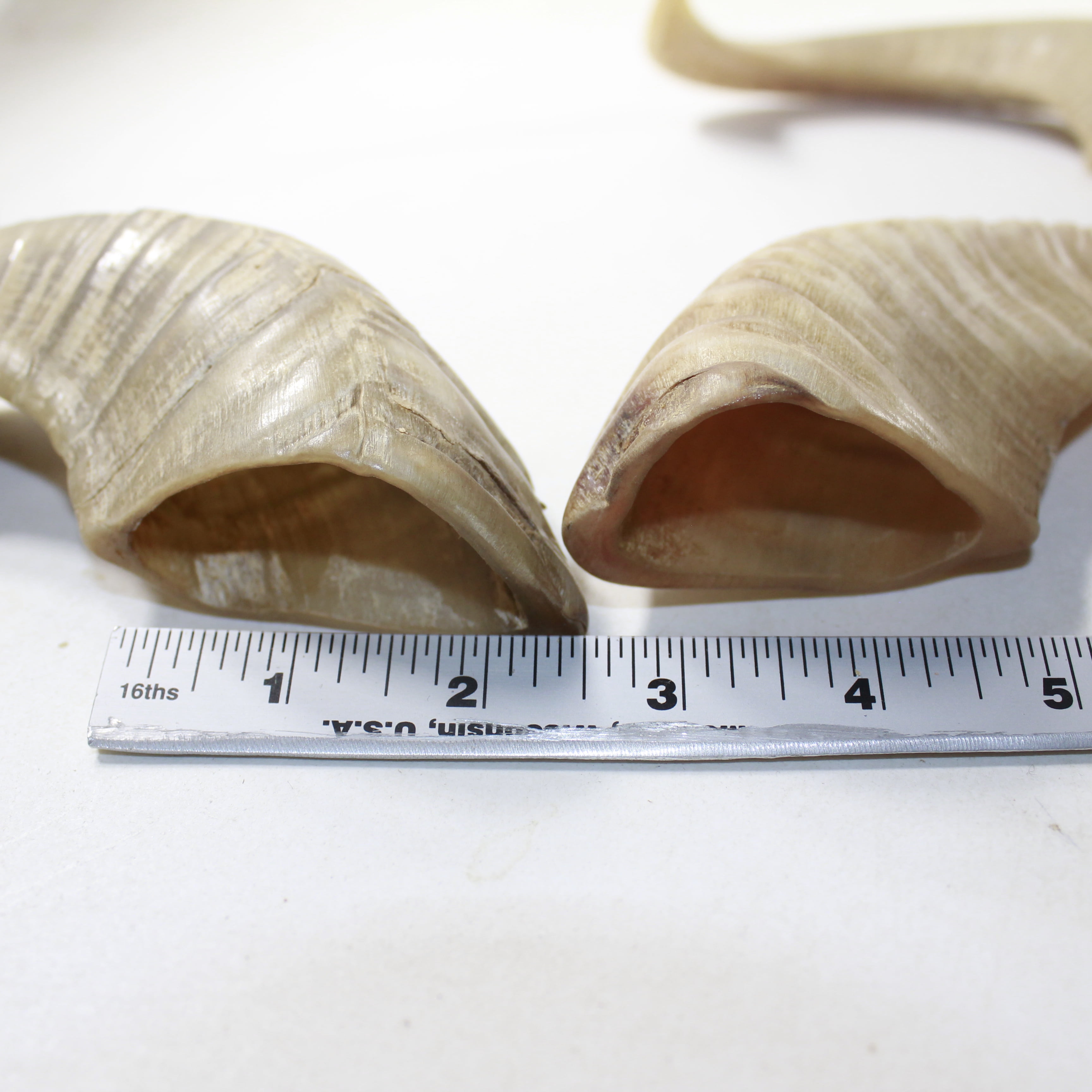 4 Sheep Horns  #7138 Natural Colored Polished Ram Horns