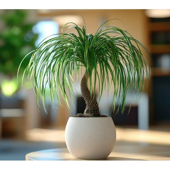Ponytail Palm Bonsai Tree Seeds to Grow - 5 Seeds