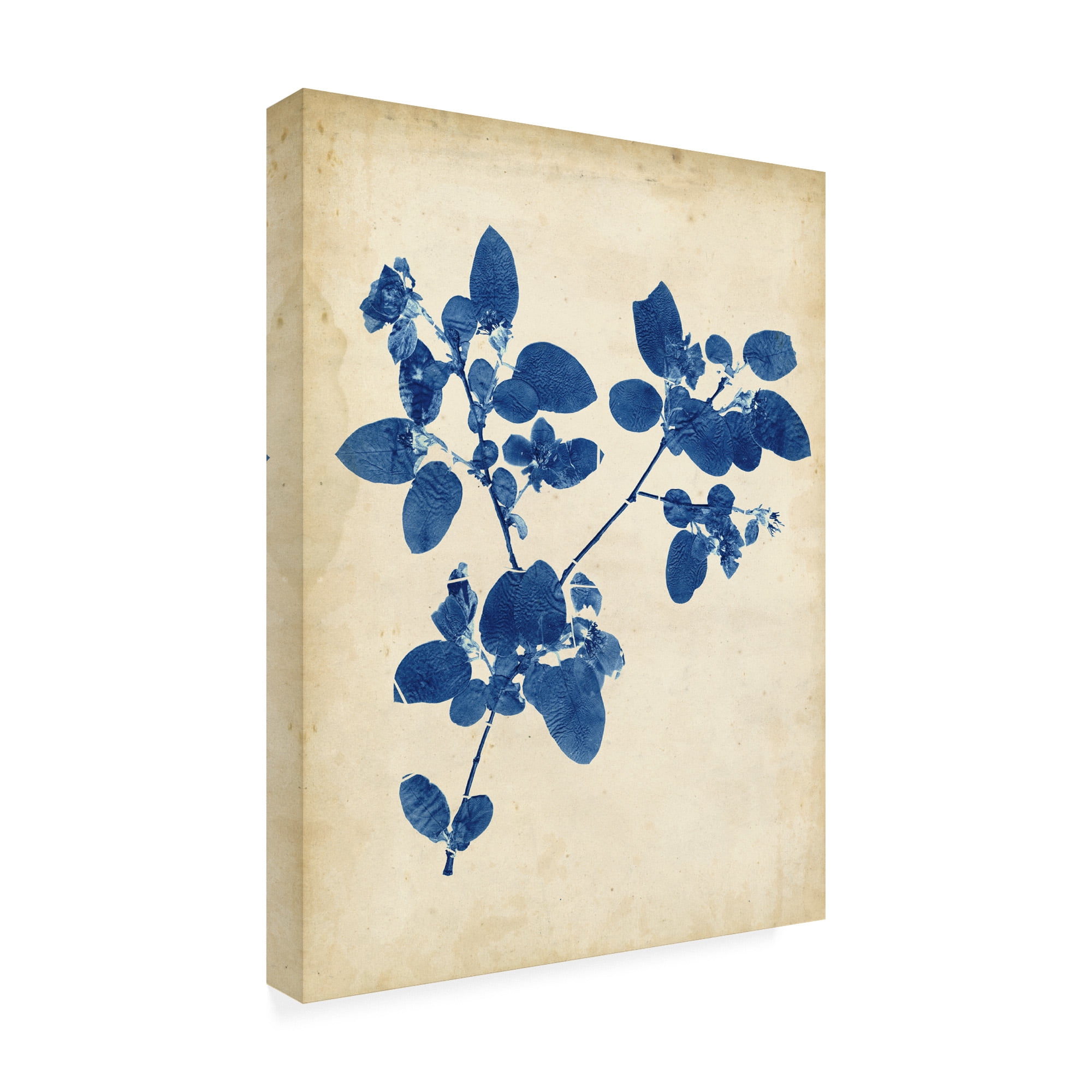 Trademark Fine Art 'Indigo Leaf Study V' Canvas Art by Vision Studio