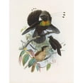thumbnail image 3 of Daniel Giraud Elliot 15x18 Black Modern Framed Museum Art Print Titled - Parotia Sixpennis (1873), 3 of 5