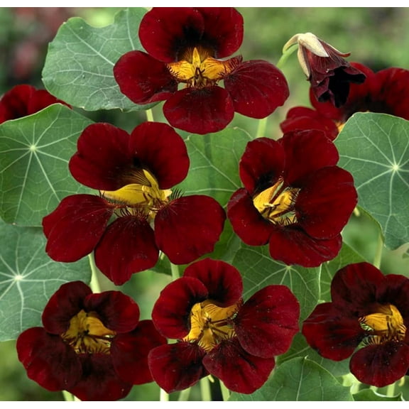 Black Velvet Nasturtium Flower Seeds Non-GMO Long Blooming Reseeding Annual 25 Seeds