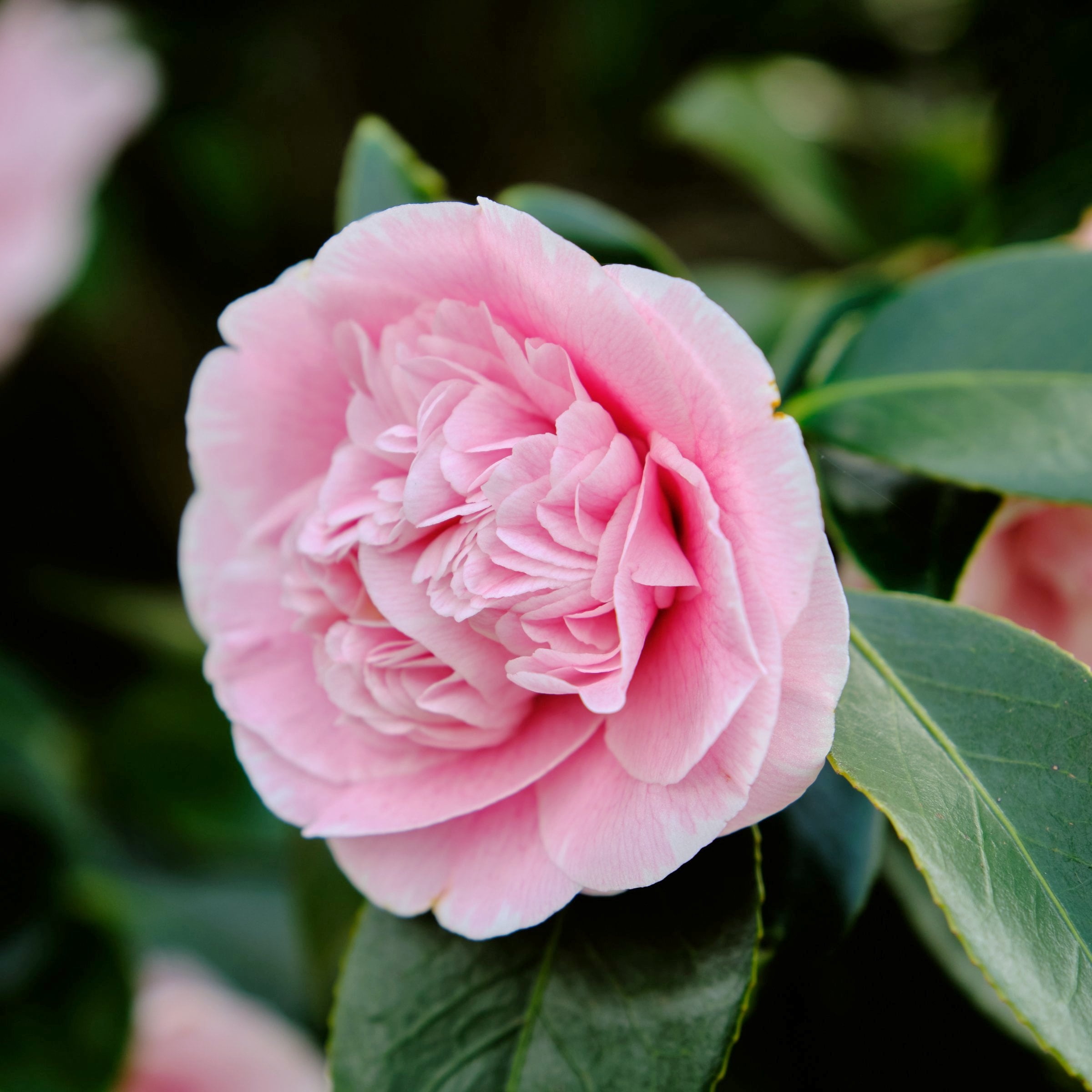 National Plant Network 3 gal. Camellia Debutante Live Shrub