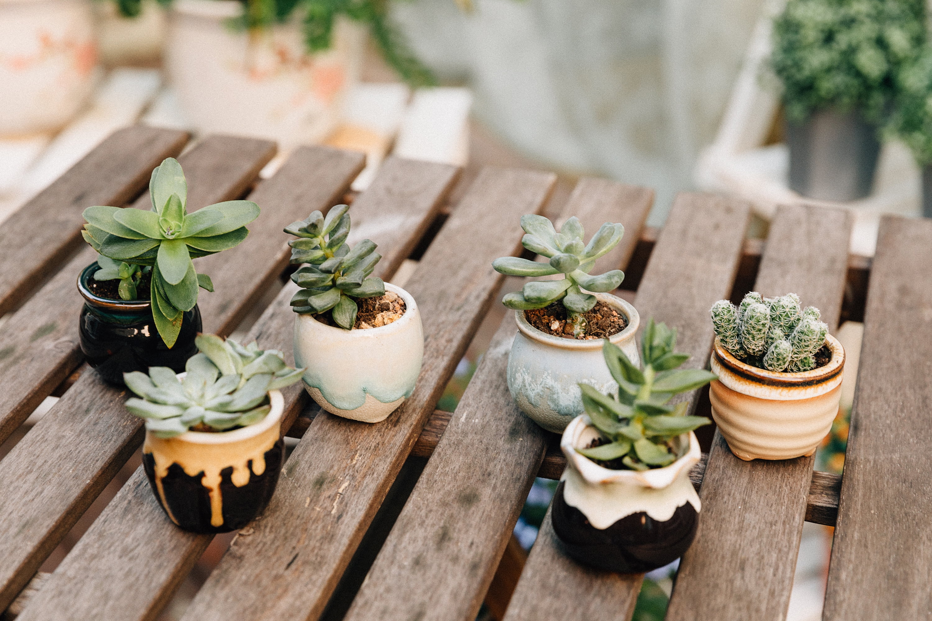artificial small succulents Potted Succulent Planter Pots Artificial Plants Cactus