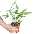 thumbnail image 4 of Fern 'Blue Star', 4" Pot, Indoor Houseplant, Easy Care, Live Plant for Indoor & Outdoor, 4 of 6