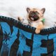 thumbnail image 3 of Manta para perros Jey Uso, manta suave y cálida, mantas para perros para niñas y niños, manta para mascotas, manta de terciopelo de doble cara para mascotas, 3 of 8
