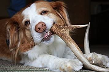 XXL Jumbo Deer Antler for Dogs, for The Big Chewer - Premium Grade A Deer Antler Dog Chew - Long Lasting Dog Treat for Your Pet. Made in USA