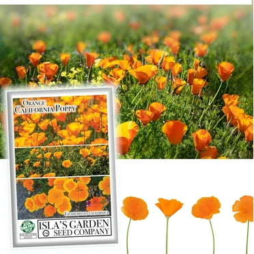California Poppy Seeds Bulk