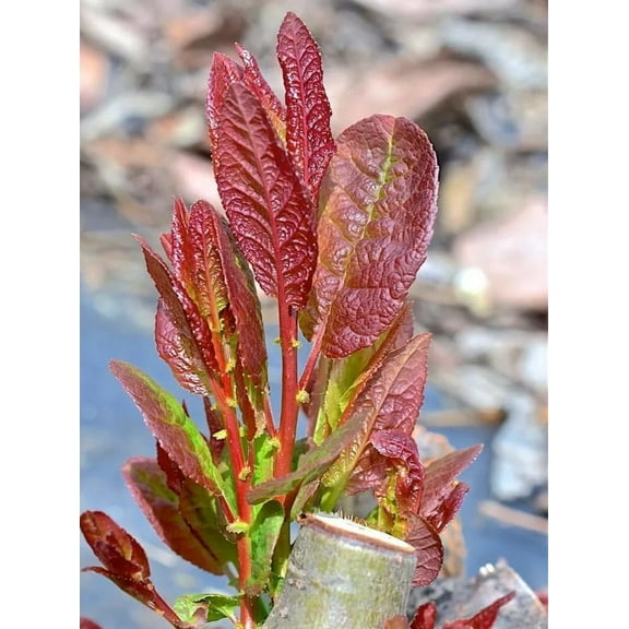 2 Pear Leaf Willow Tree Cuttings to Grow