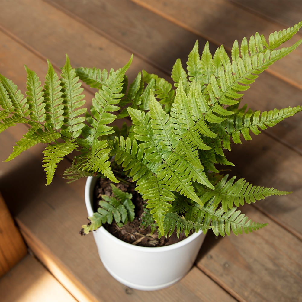 Altman Plants 1Gal Autumn Fern Live Plant with Grower Pot