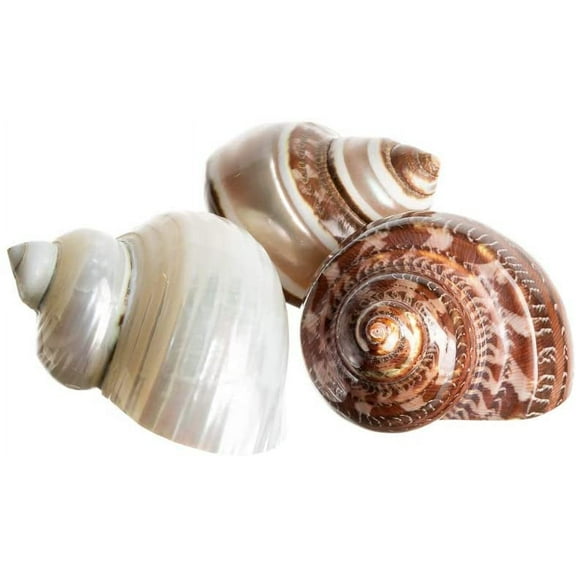 Nautical Crush Trading Hermit Crab Shells, 3 Turbo Shell 2"-2.5", Brown, Brown Banded, White Pearlized Polished, Hermit Crab House For Decor