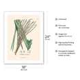 thumbnail image 2 of Juçara Palm Tree (Euerpe edulis) - Vintage Botanical Illustration by Carl Friedrich Philipp von Martius c.1820s - Bamboo Fine Art 290gsm Paper Print (Unframed) 18x24in, 2 of 4