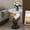 Brown Eagle, variant on Sfirey 13.4" Pig Side Table, Resin Animal End Table & Plant Stand with Watermelon Top