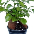 thumbnail image 3 of BLOSSOM BOOM GARDEN CENTER 10" Green Ginseng Ficus Live Plants in 4" Pots, 3 of 5
