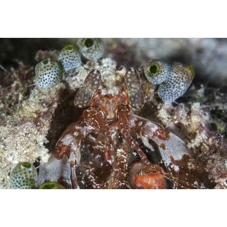 A mantis shrimp peers out of its lair on a reef in Indonesia Mantis shrimp have the best eyesight known for any animal on Earth Poster