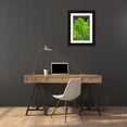 thumbnail image 3 of Engelbrecht, Lisa S. 23x32 Black Ornate Wood Framed with Double Matting Museum Art Print Titled - Detail of palm fronds, 3 of 4