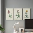 thumbnail image 6 of Traditional Botanical I Premium Gallery Wrapped Canvas - Ready to Hang - 24 x 36 Each, 6 of 10