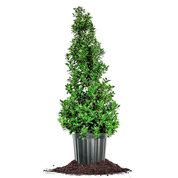 Perfect Plants Oakleaf Holly 5 Gallon