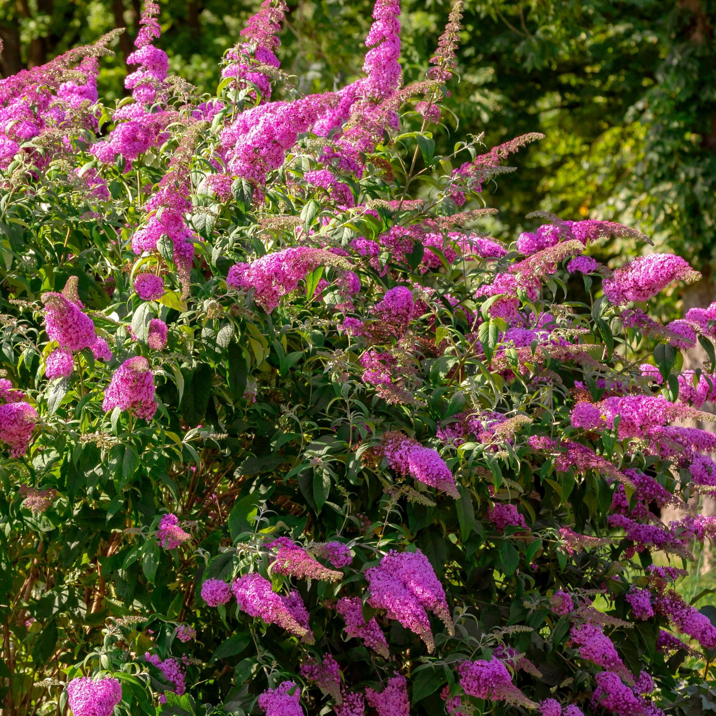 4 in. Buddleia Dapper Pink Live Shrub with Pink Flowers (3-Pack)