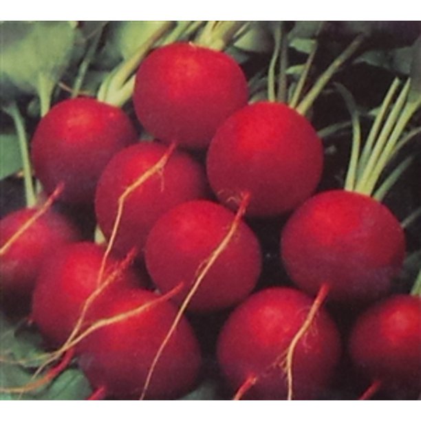 Radish Champion Seed 1 Packet