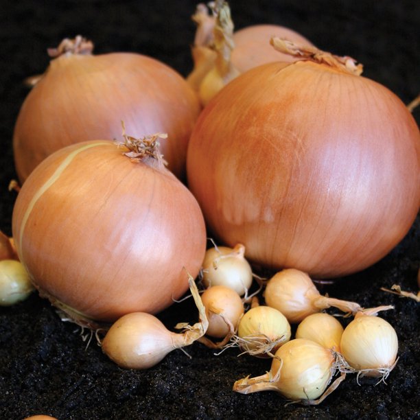 Van Zyverden Edible Onions Yellow Rock Set of 100