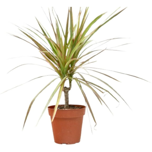 Dracaena 'Red Margined' - 4" Pot, 4" Pot, Indoor Houseplant, Easy Care, Live Plant for Indoor & Outdoor