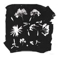 thumbnail image 2 of Rhue, Piper 15x15 White Modern Wood Framed Museum Art Print Titled - Nature by the Lake Flowers IV Black, 2 of 4