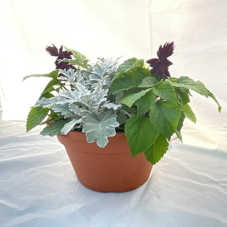 Expert Gardener 1.25 GAL Multicolor Spring Has Sprung (1 pack) Grower Pot