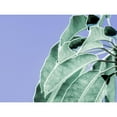 thumbnail image 3 of Bane, Eva 14x12 Black Modern Framed Museum Art Print Titled - Clear Leaves on Blue I, 3 of 5