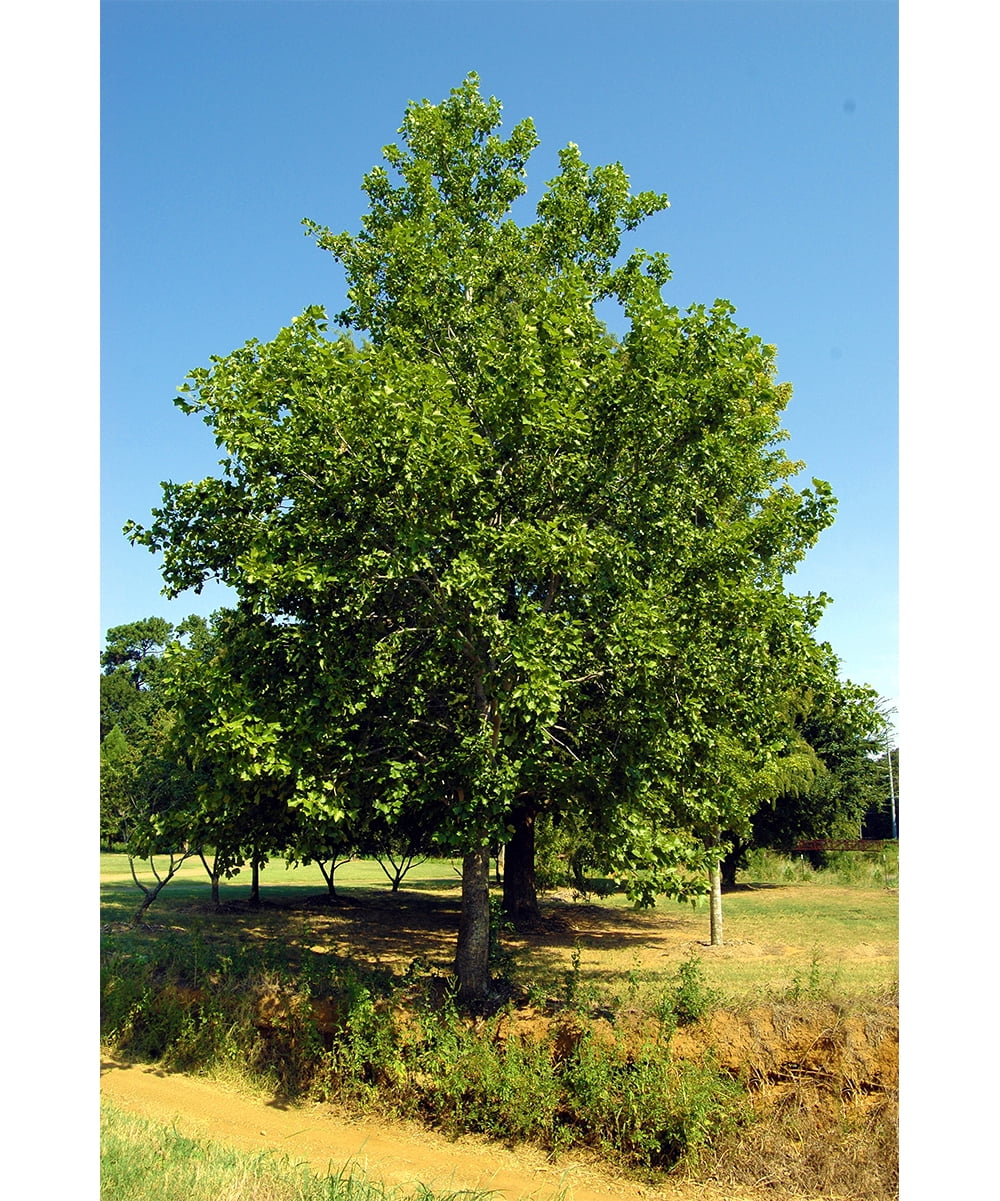Potted Hybrid Poplar Tree (610")(Populus deltoides x Populus nigra