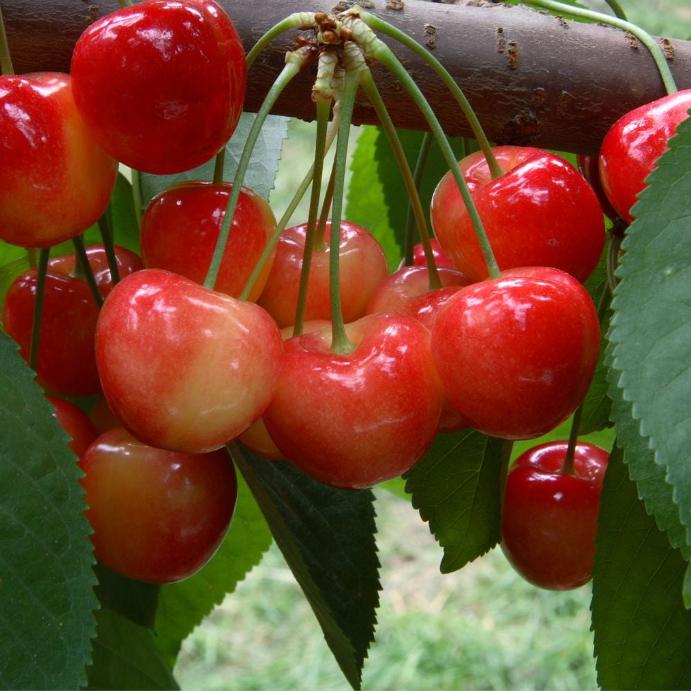 Expert Gardener 2-3 ft tall Rainier Sweet Fruiting Cherry Live Tree in 5-Gallon Grower Pot