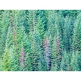 thumbnail image 2 of Gulin, Sylvia 14x12 Gold Ornate Wood Framed with Double Matting Museum Art Print Titled - Stampede Pass-Washington State-Cascade Mountains Douglas Fir Evergreens autumn, 2 of 4