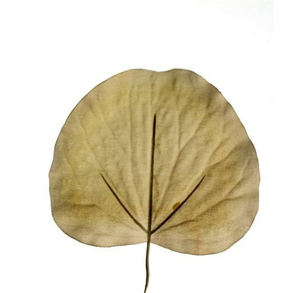 Distinctive Designs DH-484 DIY Foliage 7 in. L Artificial Galax Leaf 1728 per case - Pack of 144