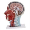 Life Size Human Anatomical Head And Face Anatomy Medical Model