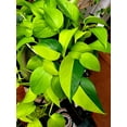 thumbnail image 3 of Neon Pothos - Live Plant in a 6 Inch Pot - Epipremmum Aureum - Stunning Houseplant with Unique Foliage - The Perfect Air Purifying Houseplant Companion, 3 of 5
