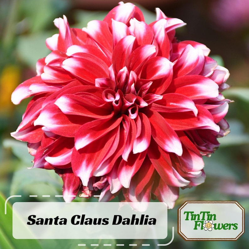 40 Seeds Santa Claus Dahlia Mix - Pollinator Friendly, Heirloom Flower Seeds for Garden Blooms