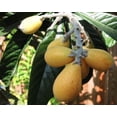 thumbnail image 5 of Loquat Fruit Tree Seeds for Planting, 3 Seeds Per Packet Non GMO & Heirloom Seeds, Botanical Name Eriobotrya Japonica, Great Gift, 5 of 8
