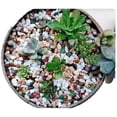 thumbnail image 5 of 2LB Succulent and Cactus Gravel Pebbles, 1/4 Inch - 1/3 Inch Natural Decorative Polished Stones, River Rocks for Plants, Aquariums, Vases, Terrarium and Outdoor Gardening, 5 Mixed Colors, 5 of 7