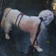 thumbnail image 5 of Chubasquero para perros, poncho impermeable con capucha para perros, chubasquero para perros de patas con rayas reflectantes MFZFUKR CPB-DE-LYY2065-4, 5 of 5