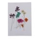thumbnail image 2 of 10 Piezas cm Mini Real Ami Majus Secado Flor de Encaje Para Joyería de Resina Colgante Caja del Teléfono Artesanía BLESIY Flores secas prensadas naturales, 2 of 8