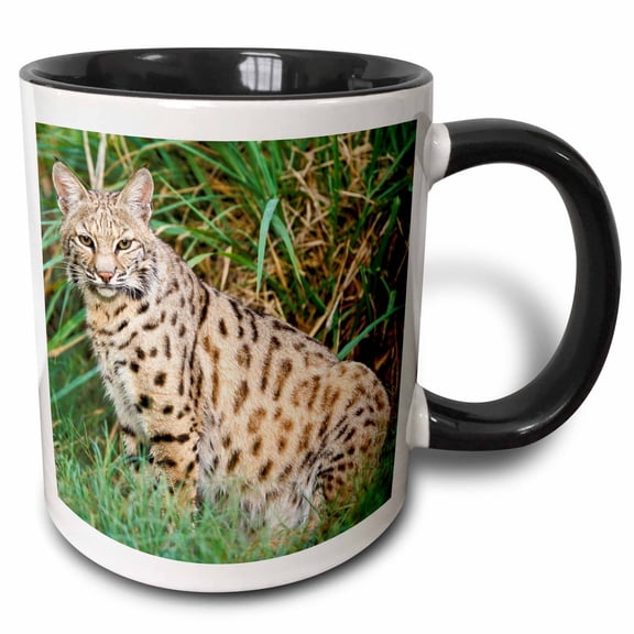 3drose, Bobcat Wildlife - Na02 Aje0287 - Adam Jones, 15oz Two-tone Black Mug