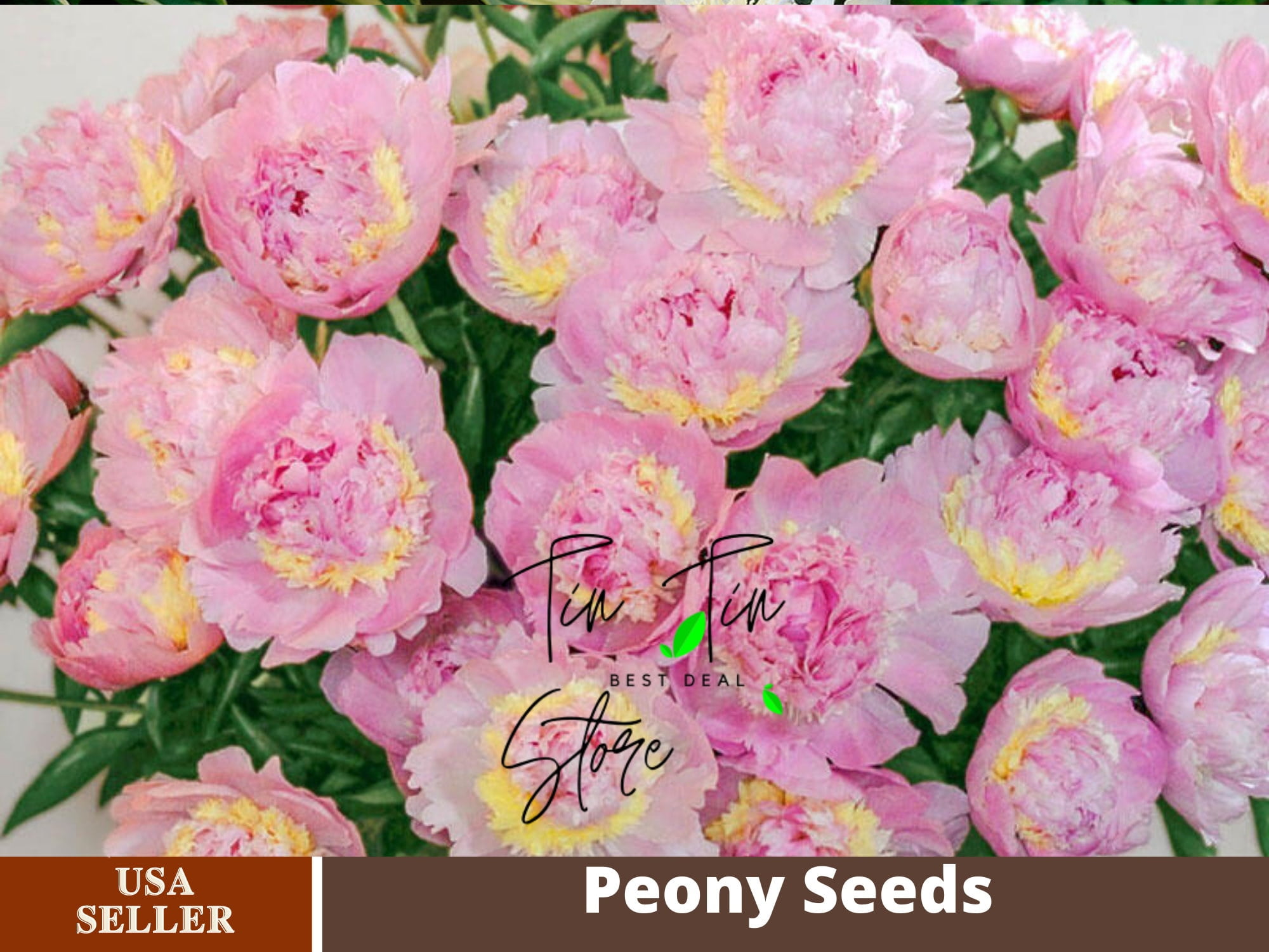 Peony seeds- peonía semilla